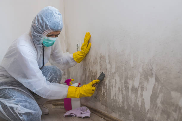 Best Attic Mold Remediation in Vonore, TN