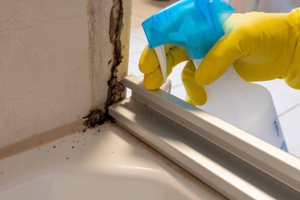 Best Basement Mold Remediation in Vonore, TN
