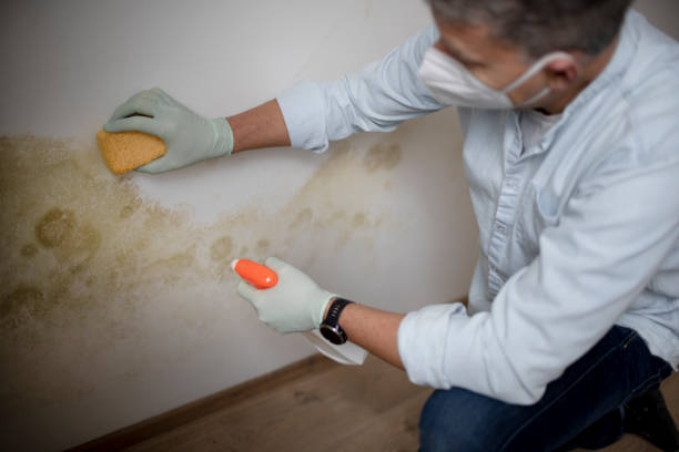 Best DIY Mold Remediation Support Services in Vonore, TN